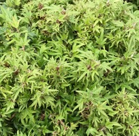 Hedera helix 'Dyinii'